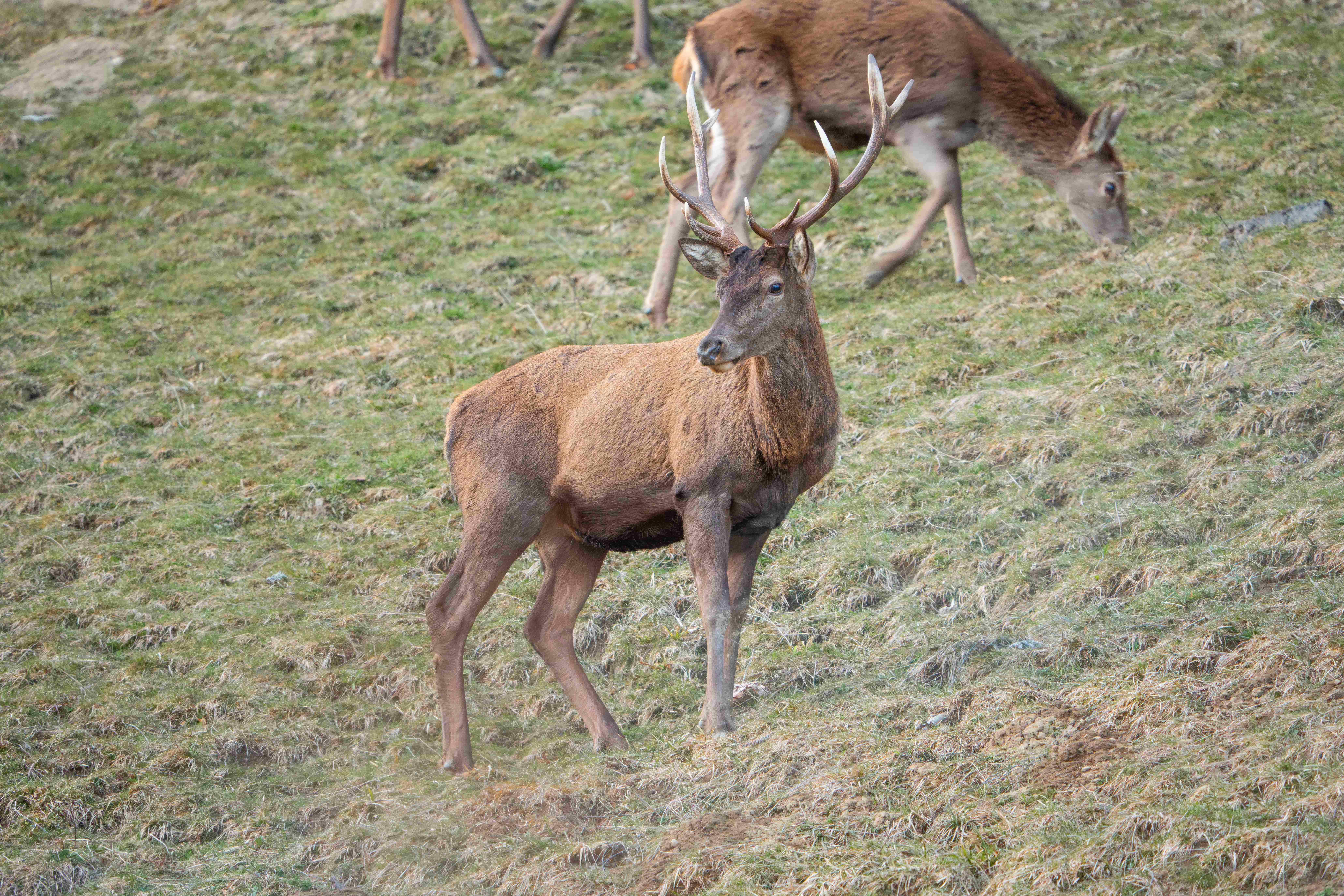 Junger Steinbock